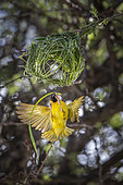 Male Rufous-headed Weaver (Ploceus velatus) building his nest, Namibia, Africa