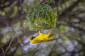 Male Southern Masked Weaver (Ploceus velatus ) calls to the female by flapping his wings, hanging under his nest, so that she can come and "control" the construction of the nest... Namibia, Africa