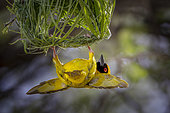 Male Southern Masked Weaver (Ploceus velatus ) calls to the female by flapping his wings, hanging under his nest, so that she can come and "control" the construction of the nest... Namibia, Africa