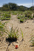 Red velvet Mite (Trombidium holosericeum) on ground, Namibia, Africa