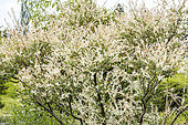Flamingo willow, Salix integra ‘Hakuro Nishiki’
