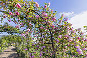 Rosa gigantea 'Lijiang Rose'