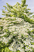 Japanese snowball, Viburnum plicatum 'Shasta', in bloom
