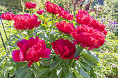 Garden peony, Paeonia lactiflora 'Carina', flowers