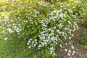 Japanese Spirea, Spiraea nipponica 'Rotundofolia', in bloom
