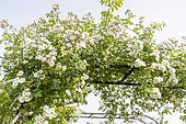 Rambler Rose, Rosa 'Francis E. Lester', Breeder : Lester (USA) 1946, in bloom