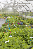 Preparing seedlings for transplanting, Ecole du Breuil, Paris, France