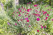 Rose campion, Lychnis coronaria var.atrosanguinea, in bloom