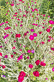 Rose campion, Lychnis coronaria var.atrosanguinea, in bloom