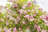 Rambler rose, Rosa 'Rush Rambler', Breeder: Lens (BEL) 1983, in bloom