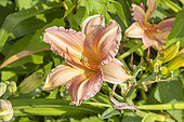 Daylily, Hemerocallis 'Christmas Candles', flower