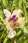 Daylily, Hemerocallis 'Moonlight Masquerade', flower