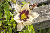 Daylily, Hemerocallis 'Moonlight Masquerade', flower