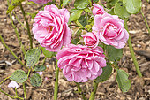 Rosa gigantea 'Lijiang Rose', flowers