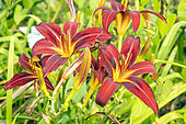 Daylily 'Crimson Pirate', Hemerocallis 'Crimson Pirate', flowers