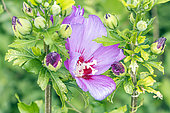 Rose Mallow, Hibiscus syriacus 'Russian Violet', flower