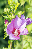 Rose Mallow, Hibiscus syriacus 'Russian Violet', flower
