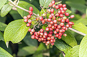 Leatherleaf viburnum, Viburnum rhytidophylloides, berries