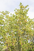 English Laurel, Prunus laurocerasus 'Camelliifolia', berries