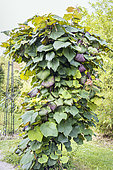 Crimson Glory Vine, Vitis coignetiae, foliage