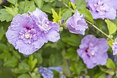 Rose Mallow, Hibiscus syriacus 'Lavender Chiffon', flowers