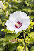 Rose Mallow, Hibiscus syriacus 'Red Heart', flower