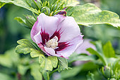 Rose Mallow, Hibiscus syriacus 'Hamabo', flower