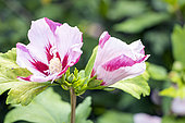 Rose Mallow, Hibiscus syriacus 'Hamabo', flowers