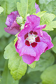 Rose Mallow, Hibiscus syriacus 'Woodbridge', flowers