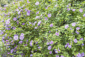Rose Mallow, Hibiscus syriacus 'Lavender Chiffon', in bloom