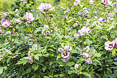 Rose Mallow, Hibiscus syriacus 'Hamabo', in bloom