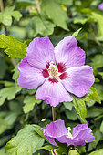 Rose Mallow, Hibiscus syriacus 'Rubis', flowers
