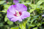 Rose Mallow, Hibiscus syriacus 'Rubis', flowers
