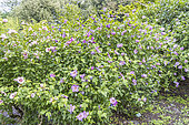 Rose Mallow, Hibiscus syriacus 'Rubis', in bloom
