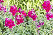 Snapdragon 'Sonnet Burgundy', Antirrhinum majus 'Sonnet Burgundy', flowers