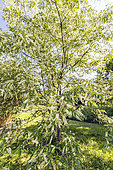 Black cherry tree, Prunus serotina, in bloom