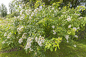Rosa 'Trier', Breeder : Lambert (ALL) 1904, in bloom