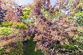 Purple Smoketree, Cotinus coggygria 'Purpureus'