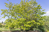 Chinese redbud, Cercis chinensis