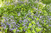 Serbian BellFlower, Campanula porscharskyana, flowers