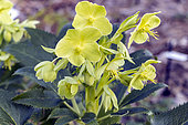 Corsican hellebore, Helleborus argutifolius, flowers