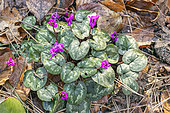 Eastern sowbread, Cyclamen coum, flowers
