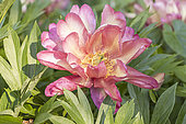 Tree peony, Paeonia itoh, flower