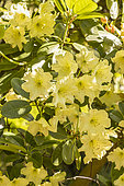 Rhododendron 'Golden Star', flowers