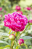 Garden peony, Paeonia lactiflora, flower