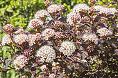 Atlantic ninebark, Physocarpus opulifolius 'Diable d'Or', in bloom