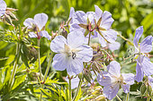 Hardy Geranium, Geranium pratense 'Wisley Blue', flowers