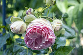 Rose 'Pierre de Ronsard', Rosa 'Pierre de Ronsard', Breeder: Meilland (FRA) 1987, flower