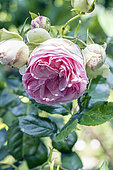 Rose 'Pierre de Ronsard', Rosa 'Pierre de Ronsard', Breeder: Meilland (FRA) 1987, flower