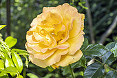 Rosa 'Amber Queen', Breeder : Harkness (GBR) 1984, flower